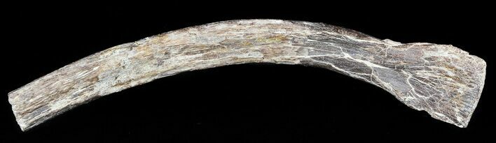 Mosasaur (Platecarpus) Rib Section With Shark Tooth Mark #49336